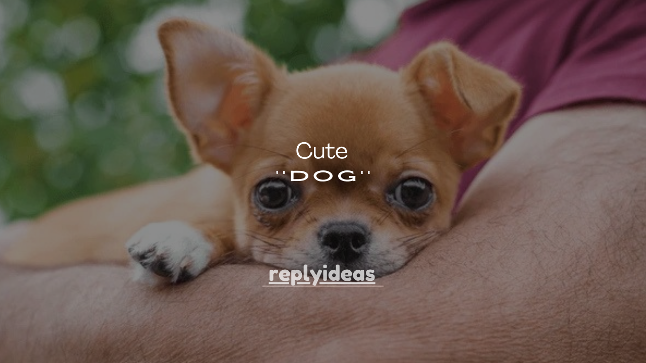 120+ Cute Ways to Compliment a Dog