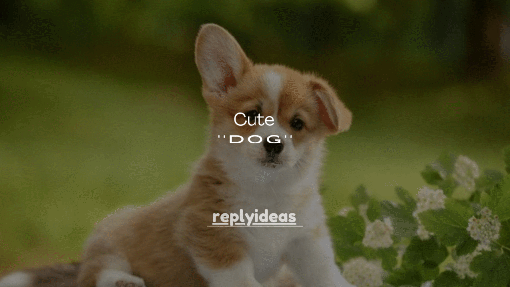 120+ Cute Ways to Compliment a Dog